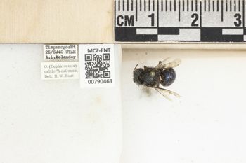 Media type: image;   Entomology 790463 Aspect: Labels